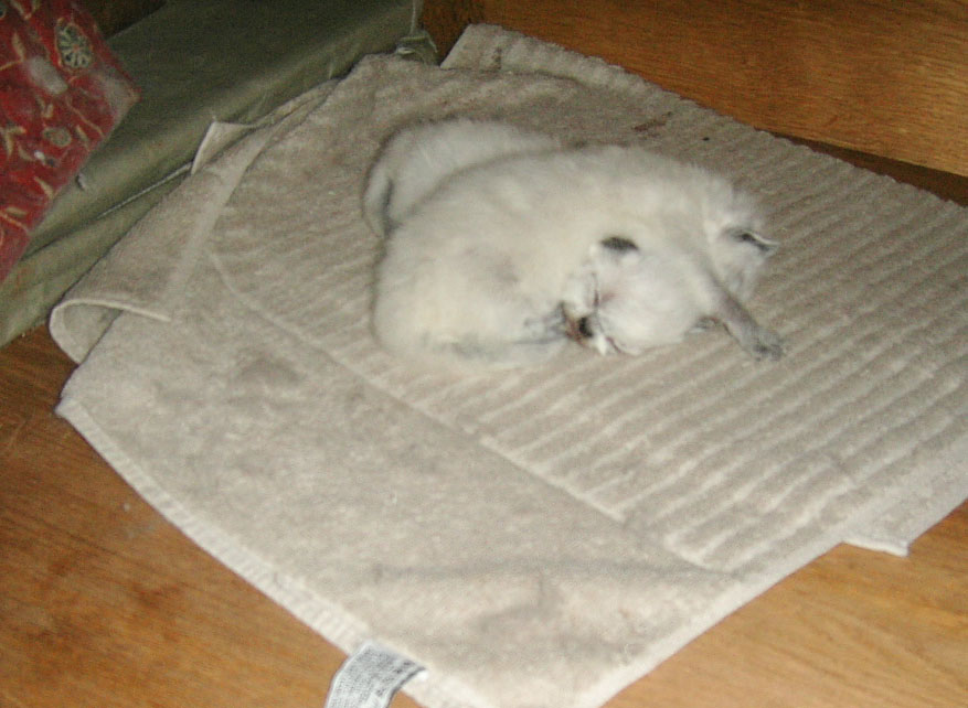 w2012 napping babies.jpg 117.9K